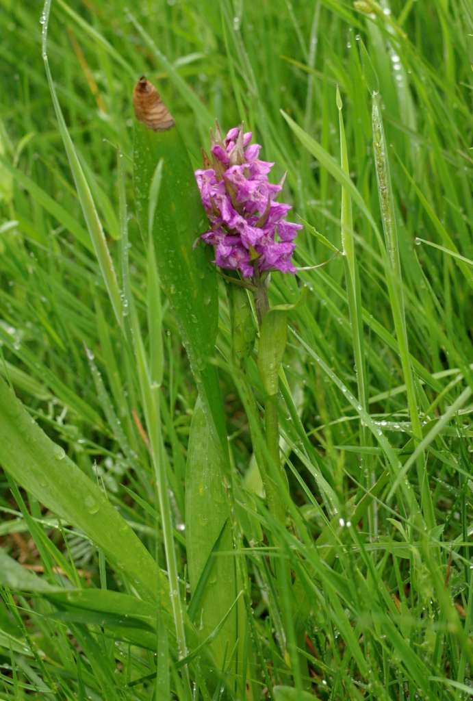 IMGP2094-1024~3.jpg