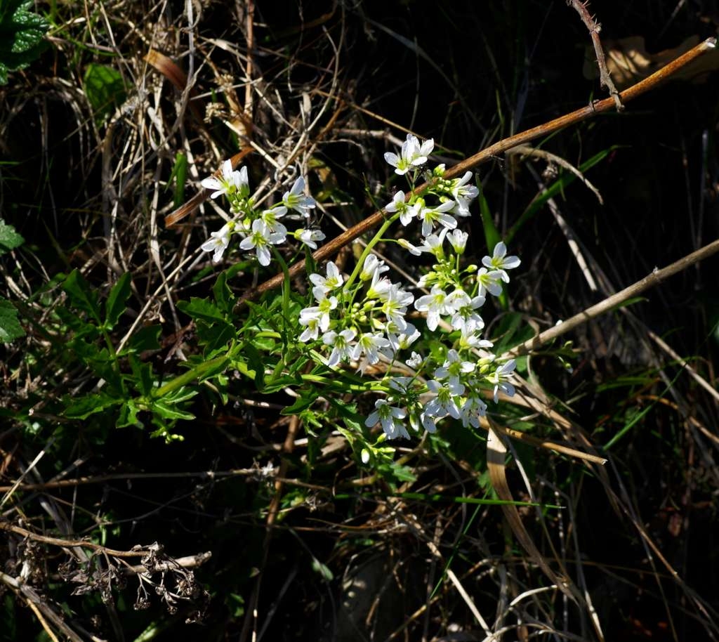 IMGP2126-1024~2.jpg