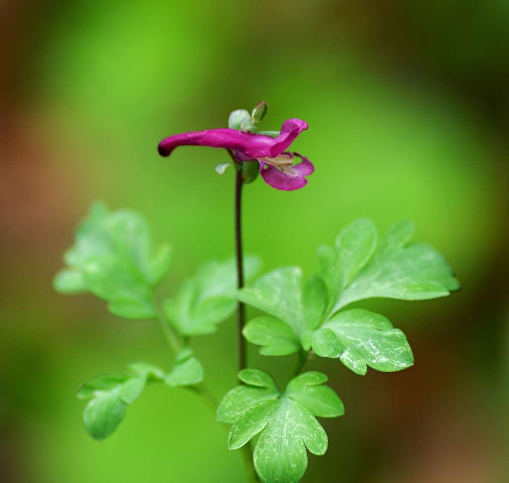 IMGP2151-1024~4.jpg