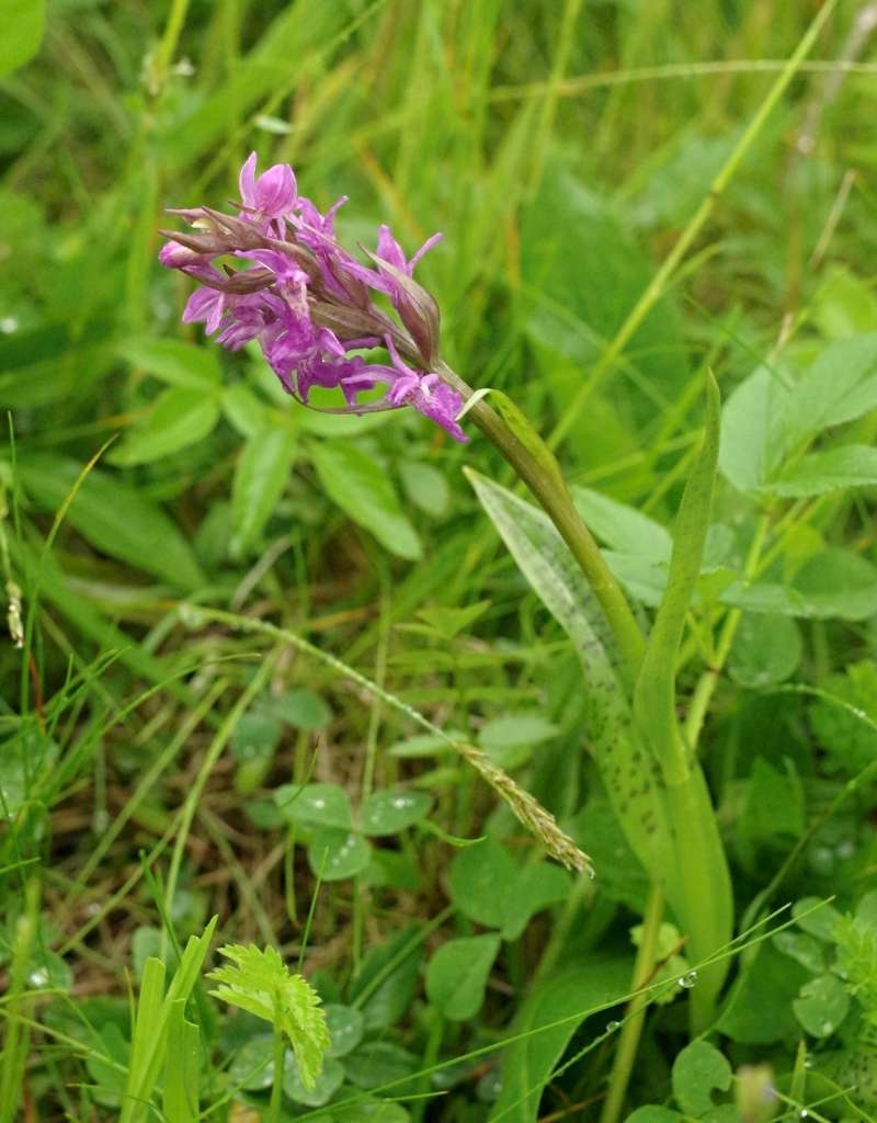 IMGP2159-1024~1.jpg