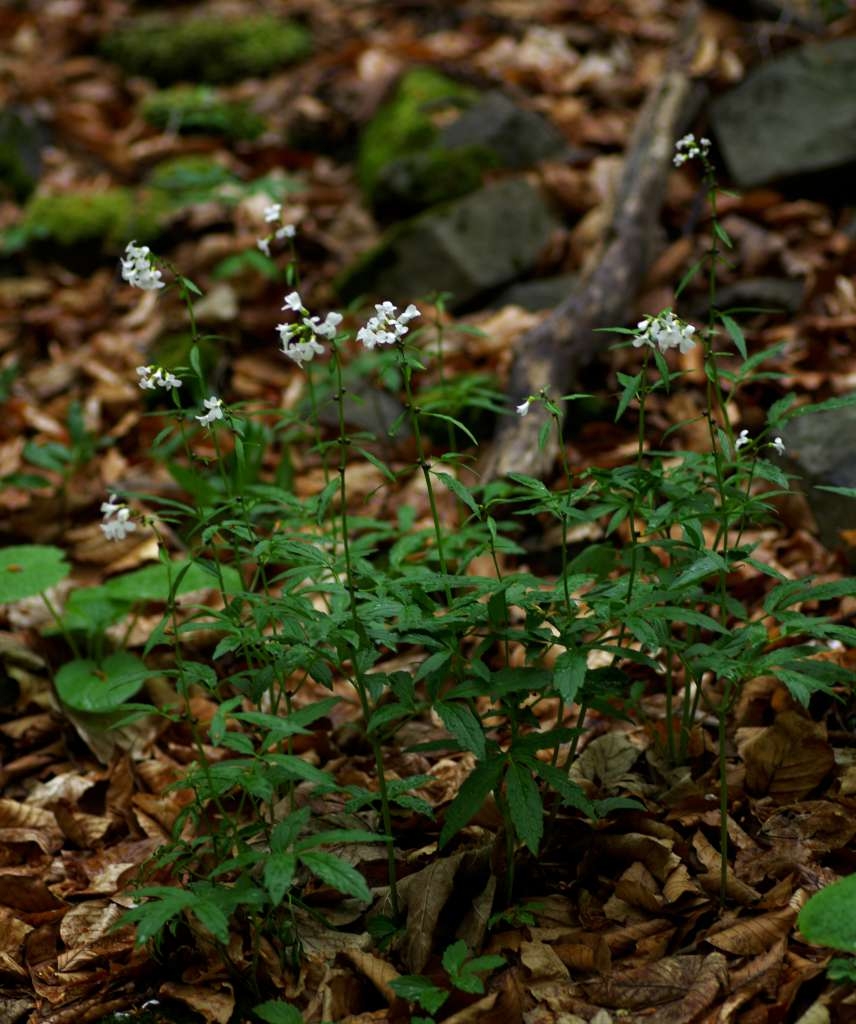 IMGP2164-1024~3.jpg