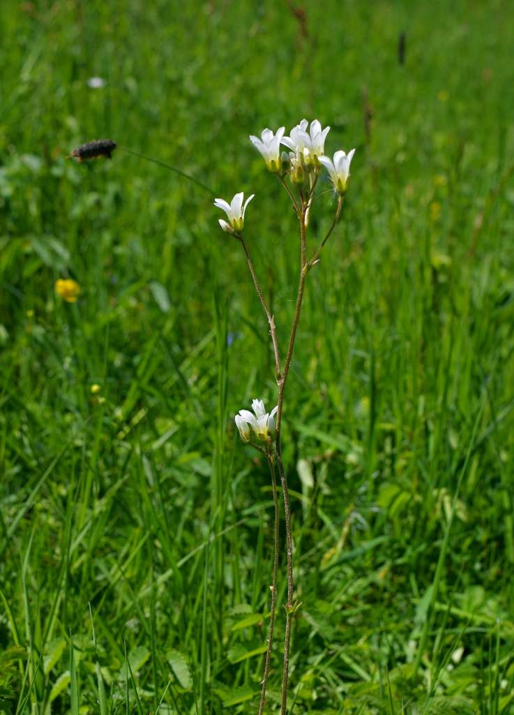 IMGP2210-1024~3.jpg