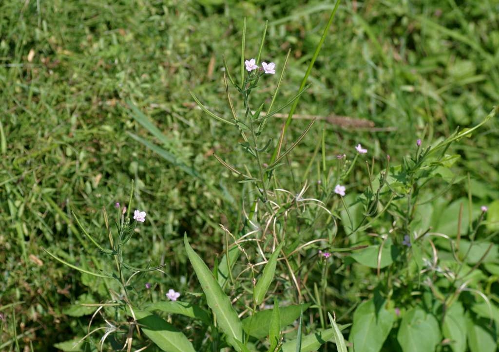 IMGP2226-1024~3.jpg