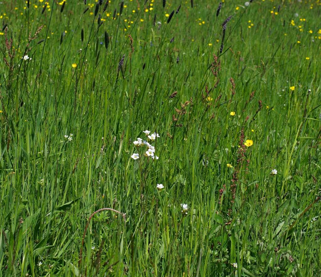 IMGP2250-1024~3.jpg
