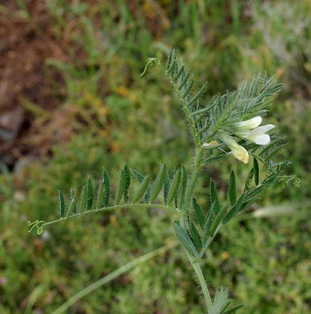 IMGP2269-1024~2.jpg