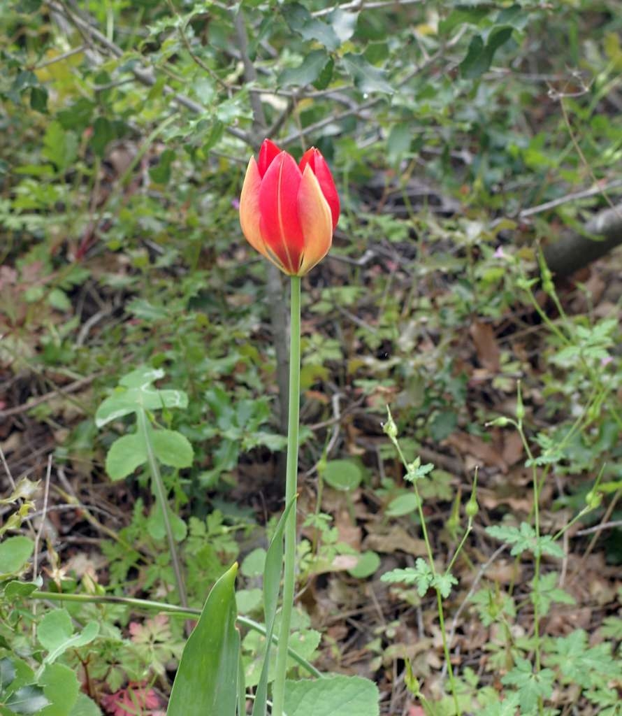 IMGP2275-1024~1.jpg