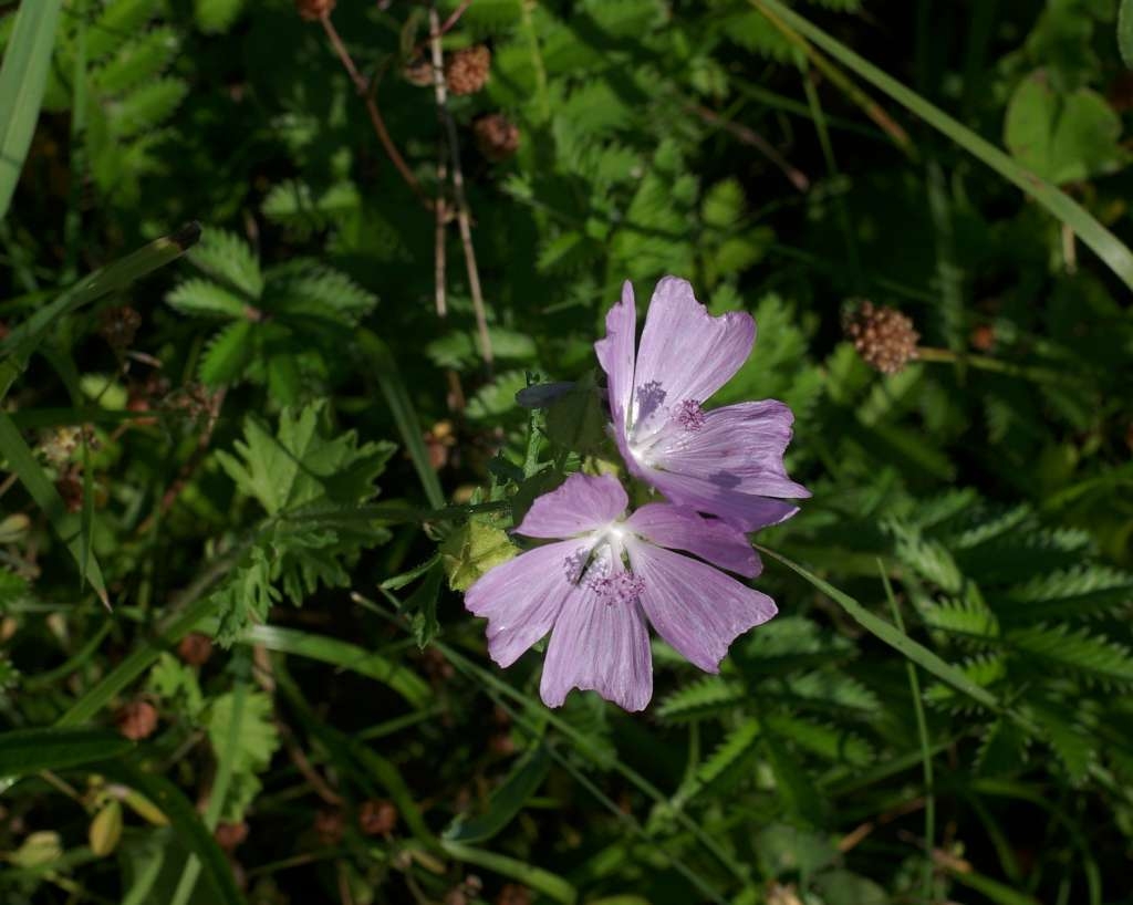 IMGP2276-1024~3.jpg