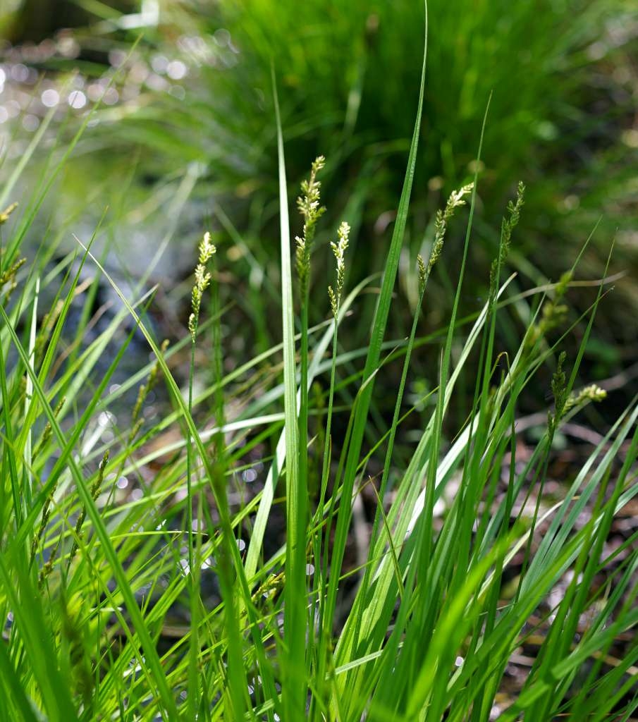 IMGP2279-1024~3.jpg