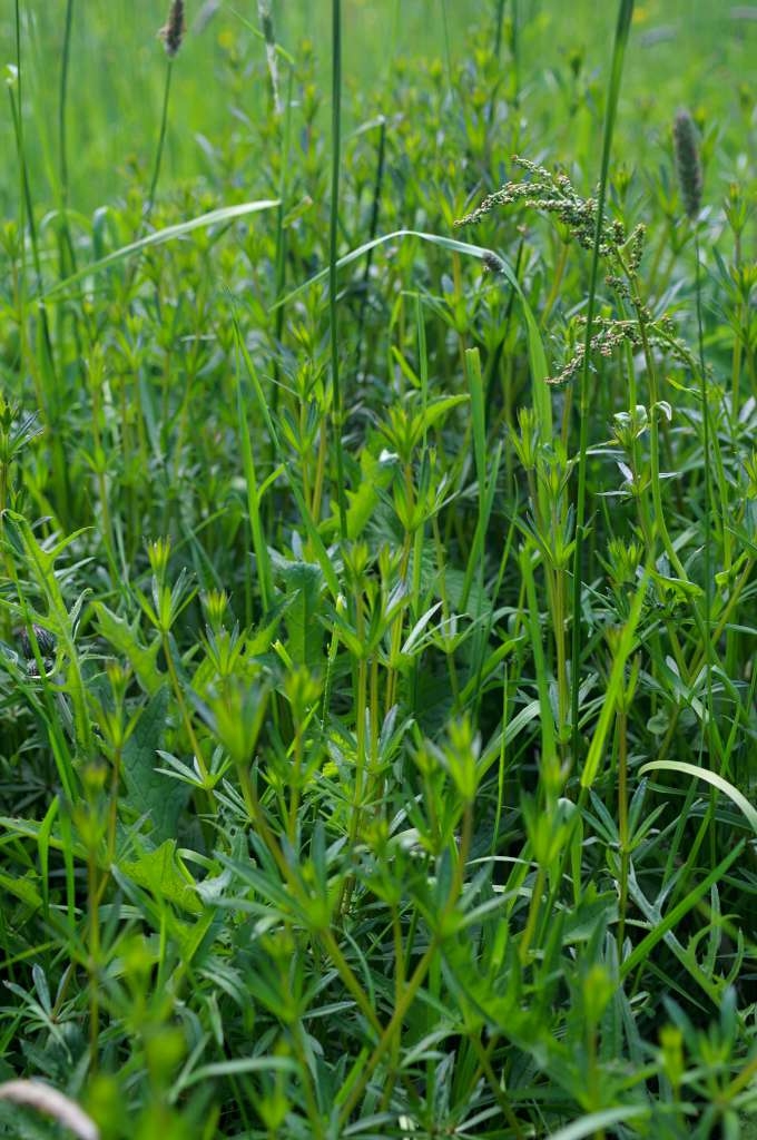 IMGP2353-1024~1.jpg