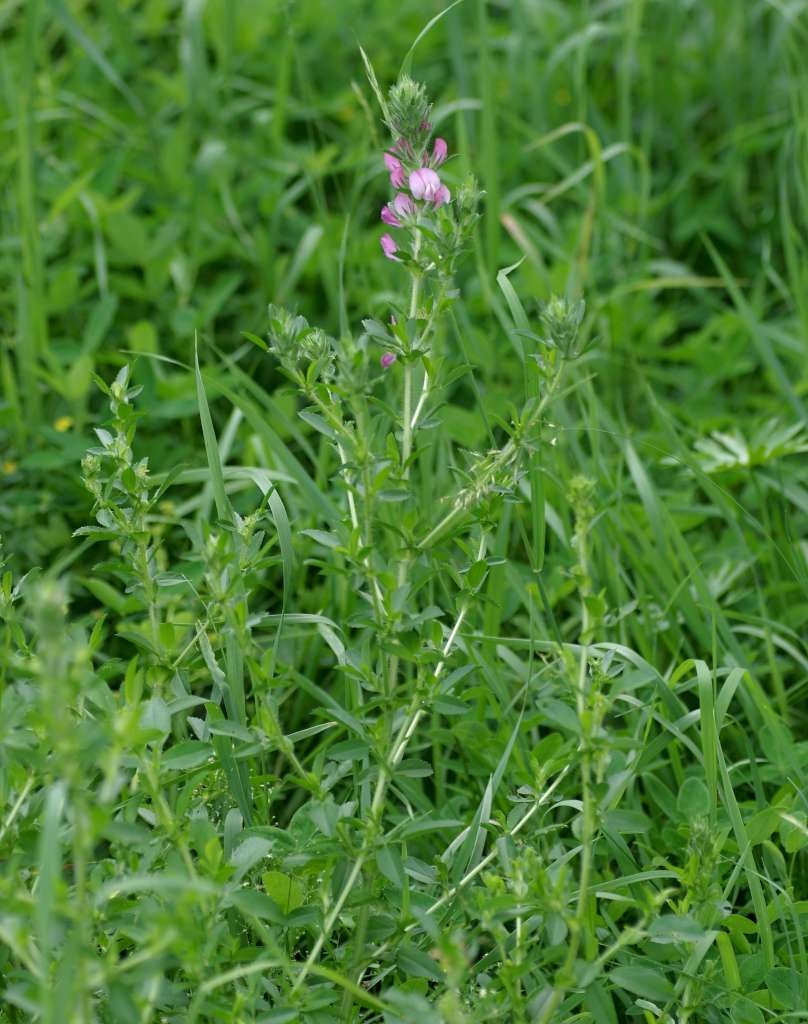 IMGP2364-1024~1.jpg