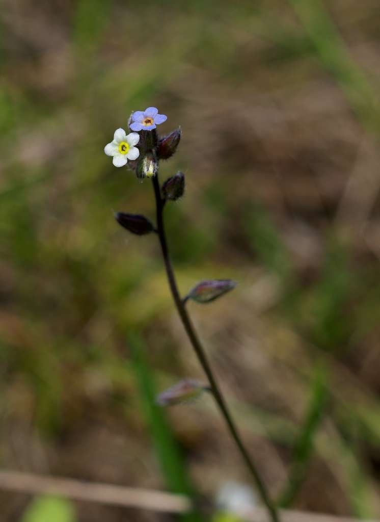 IMGP2373-1024~1.jpg