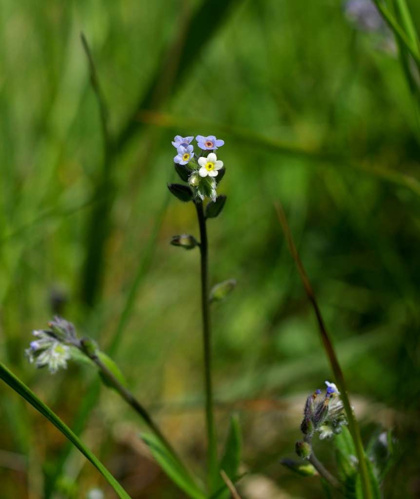IMGP2374-1024~1.jpg
