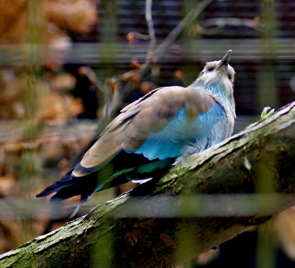 IMGP2375-1024~0.jpg