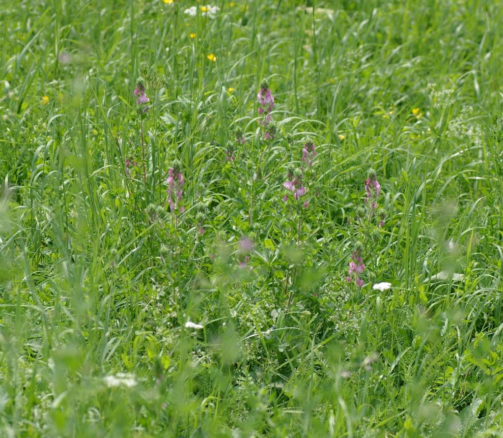 IMGP2377-1024~2.jpg