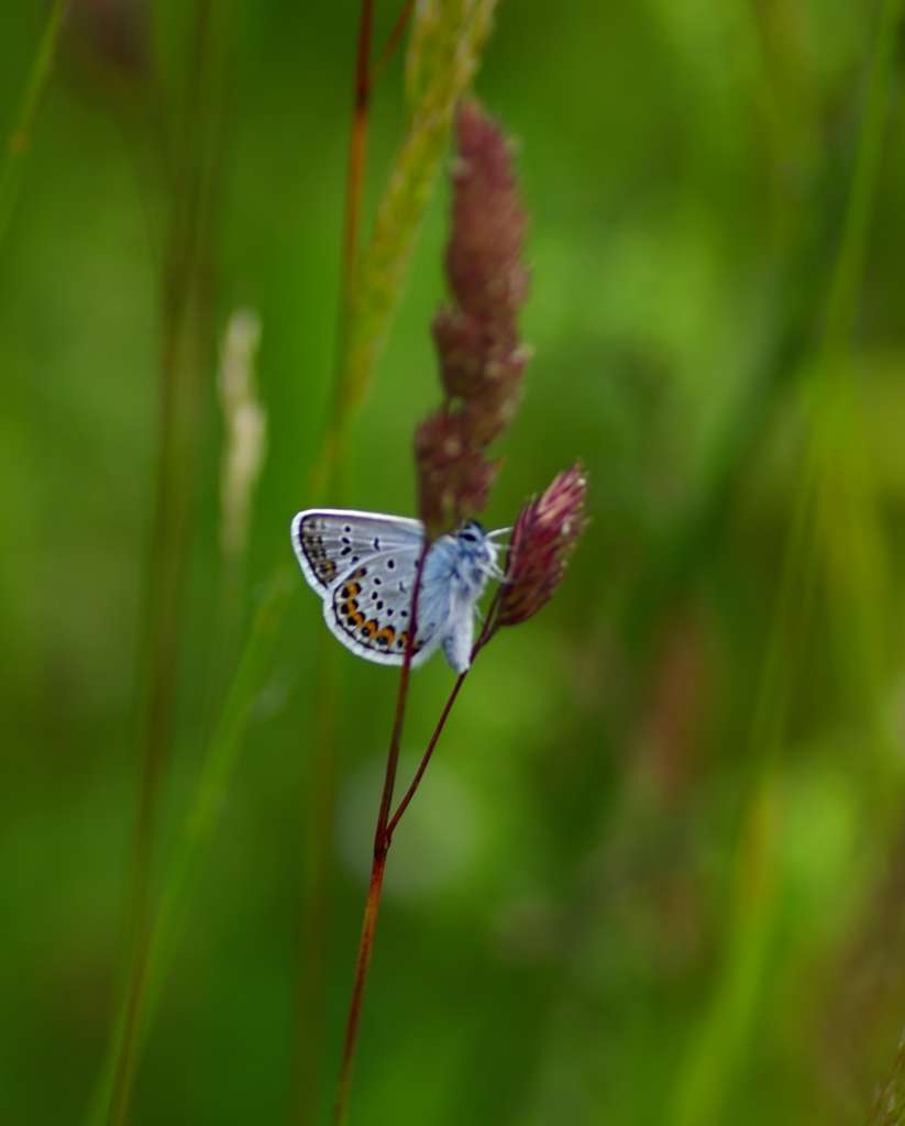 IMGP2393-1024~1.jpg