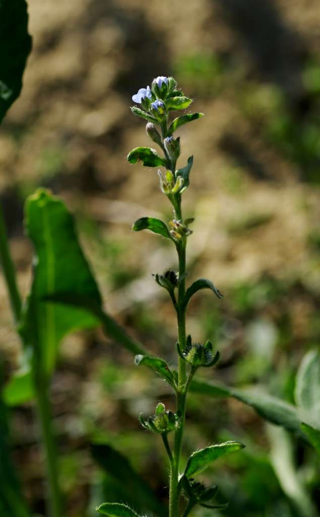 IMGP2406-1024~3.jpg