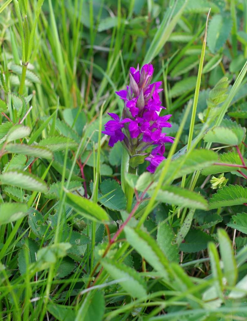 IMGP2423-1024~0.jpg