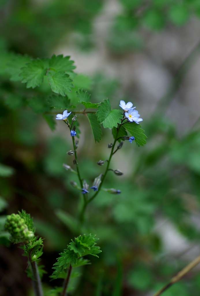 IMGP2432-1024~4.jpg