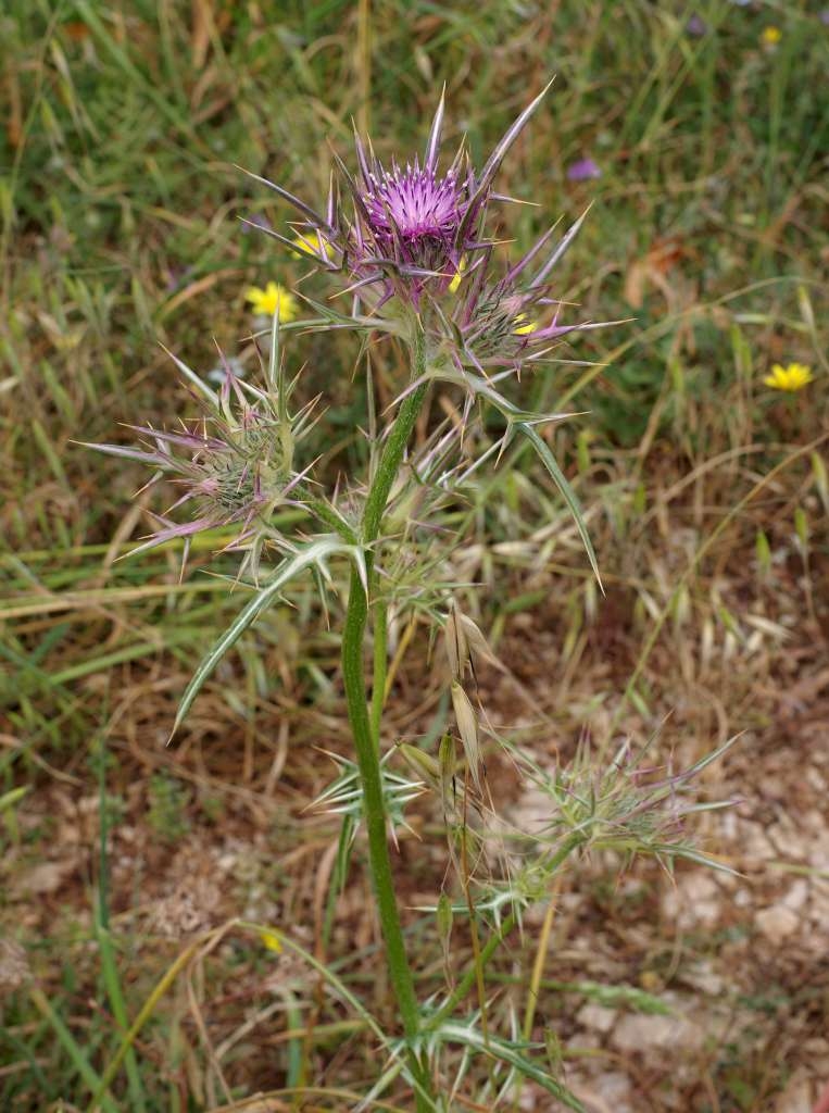 IMGP2437-1024.jpg