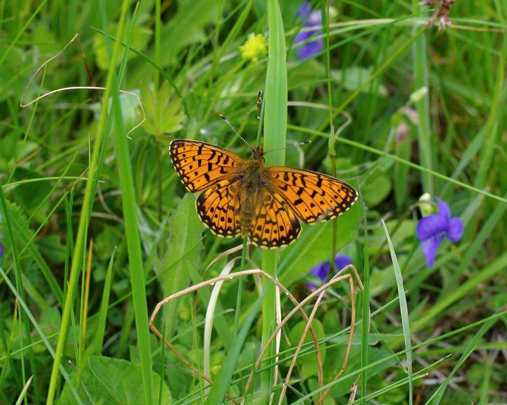 IMGP2438-1024~2.jpg