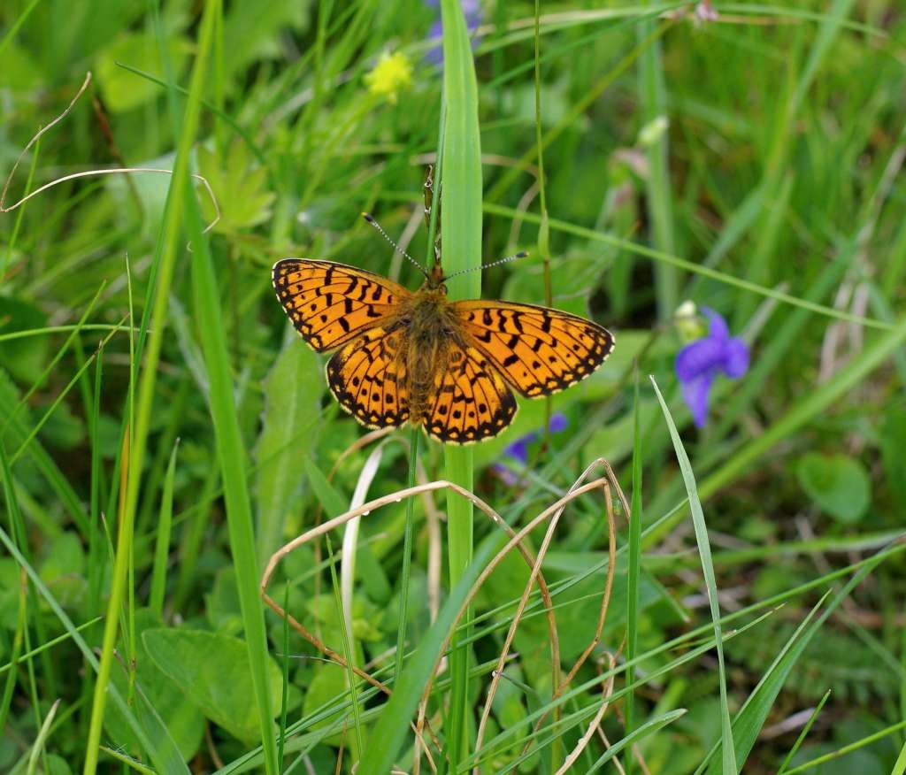 IMGP2440-1024~2.jpg