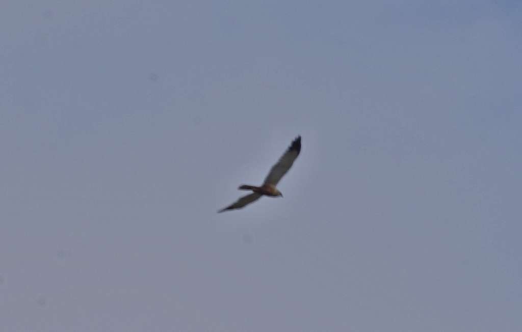 IMGP2454-1024.jpg