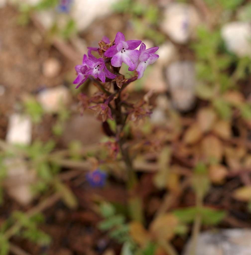 IMGP2475-1024~0.jpg