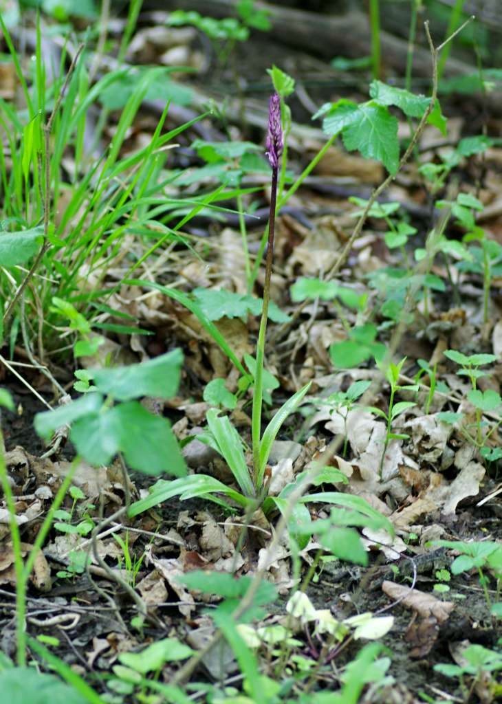 IMGP2494-1024~2.jpg