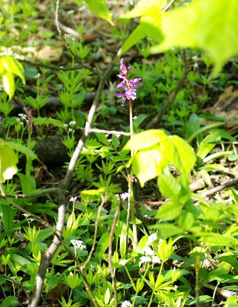 IMGP2506-1024~1.jpg