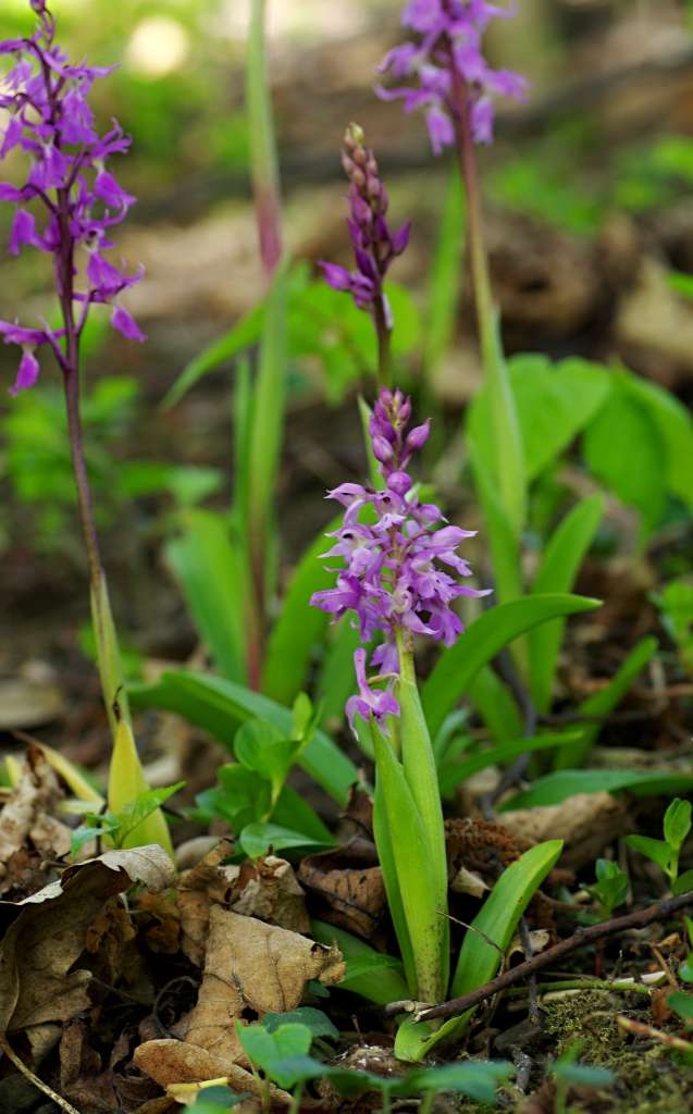 IMGP2509-1024~2.jpg