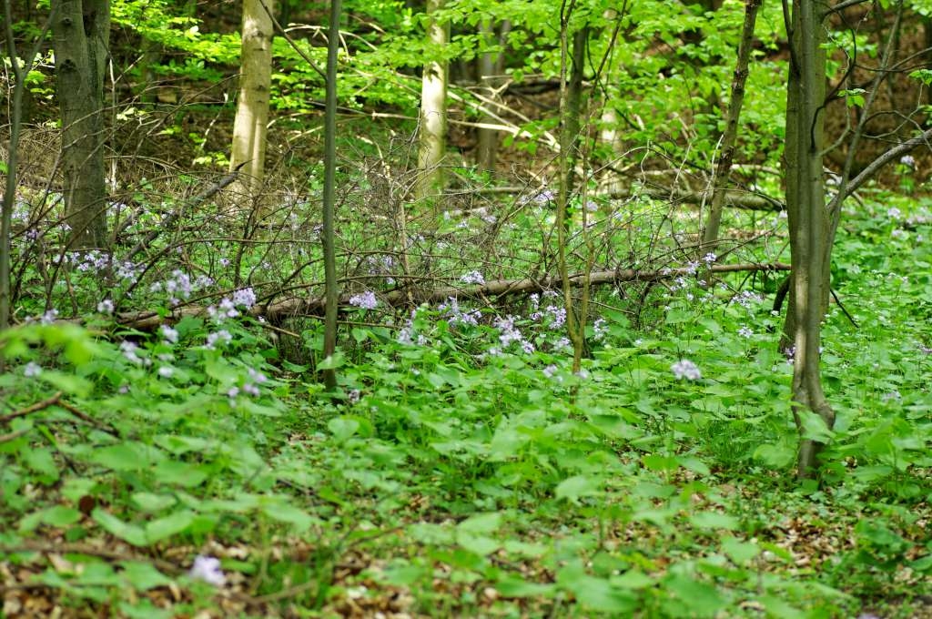 IMGP2515-1024~2.jpg