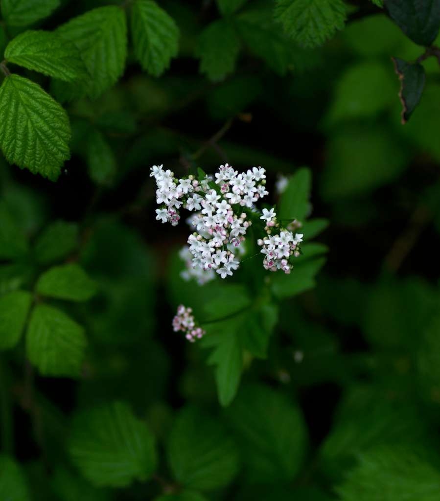 IMGP2520-1024~4.jpg