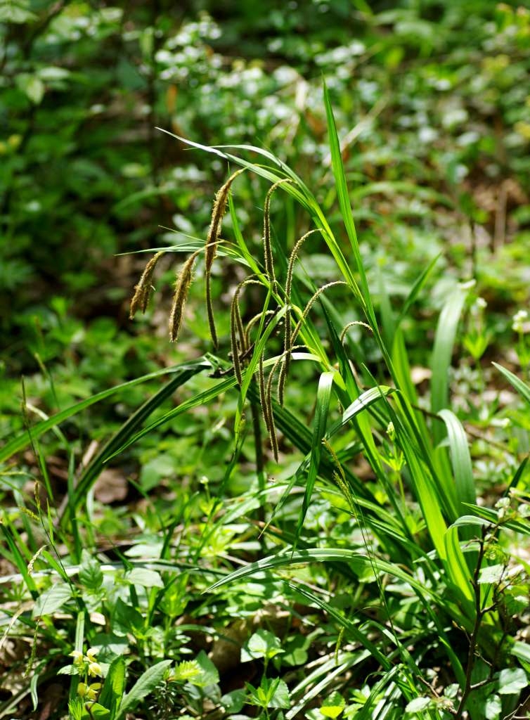 IMGP2521-1024~2.jpg
