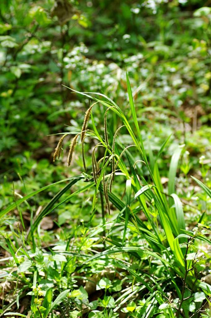 IMGP2522-1024~4.jpg