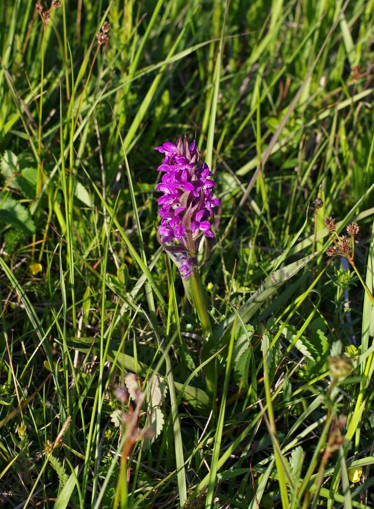 IMGP2525-1024~3.jpg
