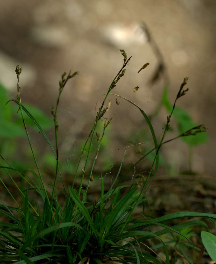 IMGP2527-1024~3.jpg