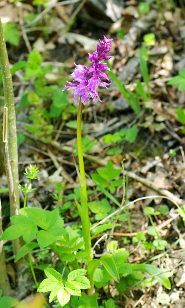 IMGP2543-1024~3.jpg