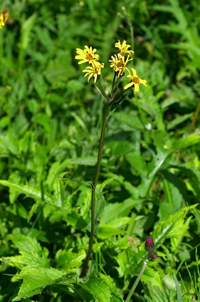 IMGP2547-1024~1.jpg