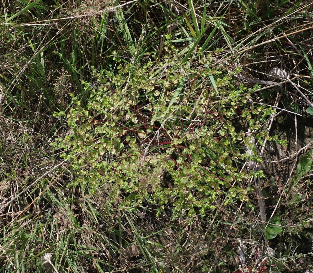 IMGP2568-1024~0.jpg