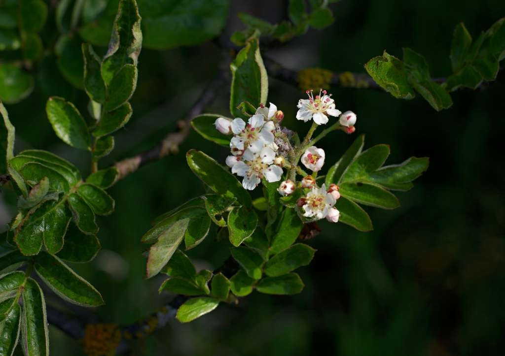 IMGP2574-1024~4.jpg