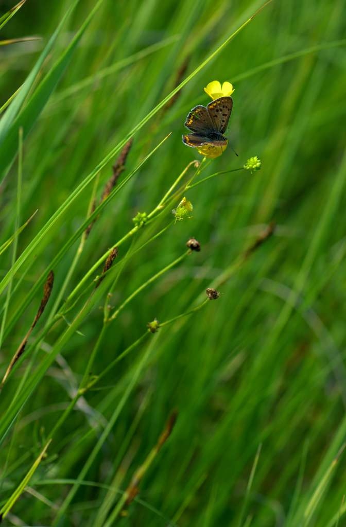 IMGP2581-1024~0.jpg
