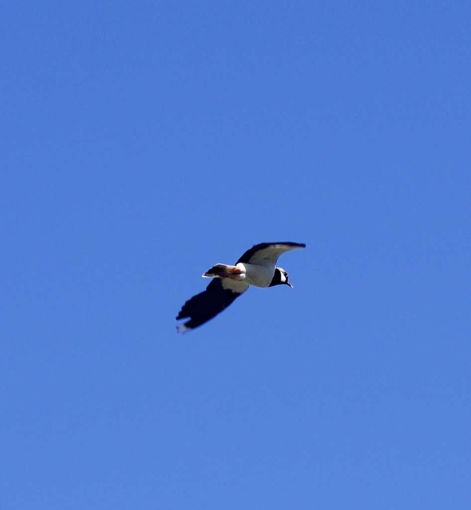 IMGP2603-1024~1.jpg