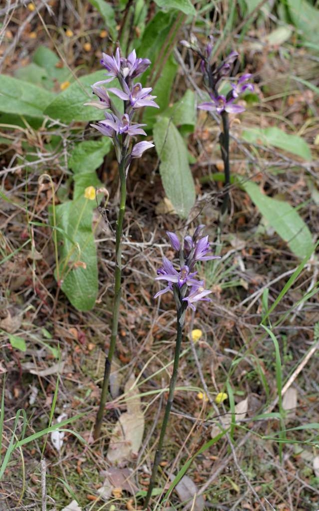 IMGP2660-1024~1.jpg