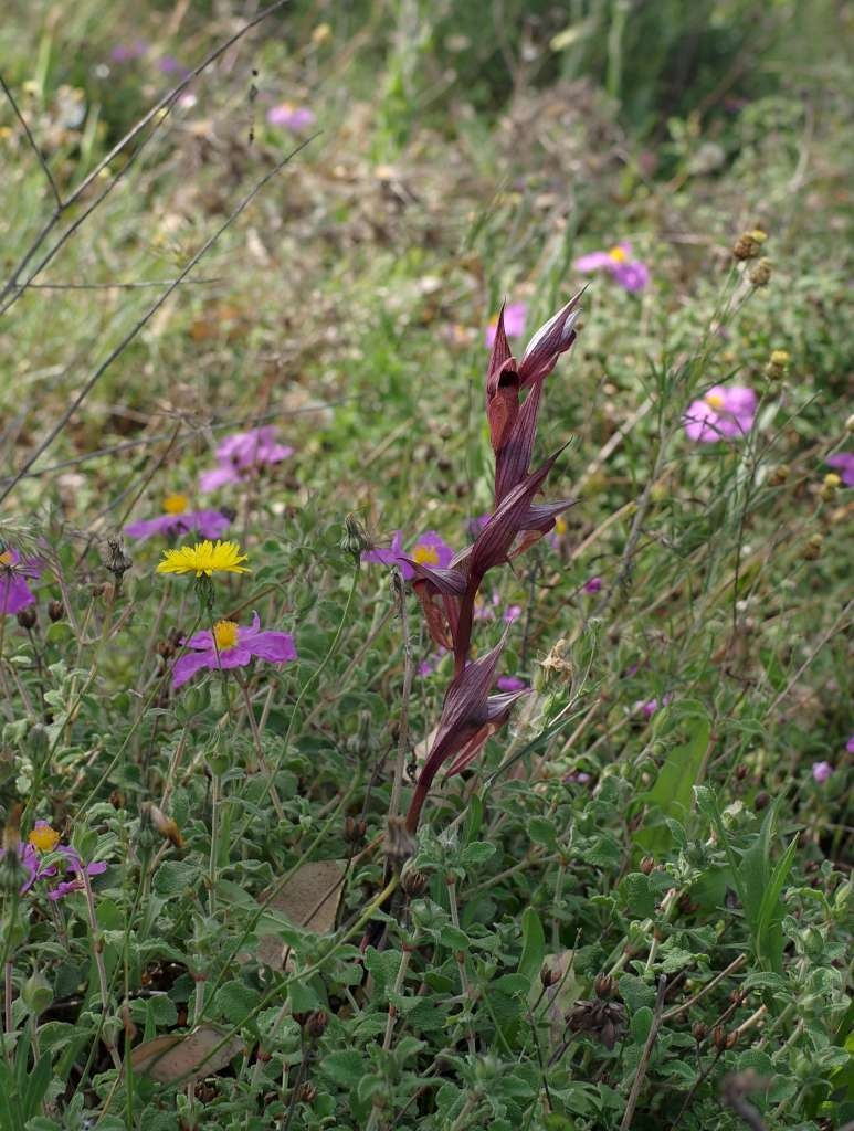 IMGP2678-1024.jpg
