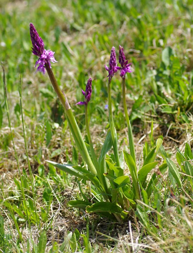 IMGP2681-1024~2.jpg
