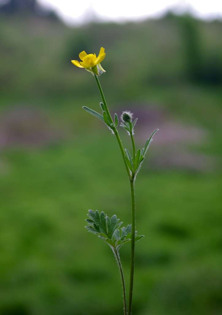 IMGP2684-1024~3.jpg