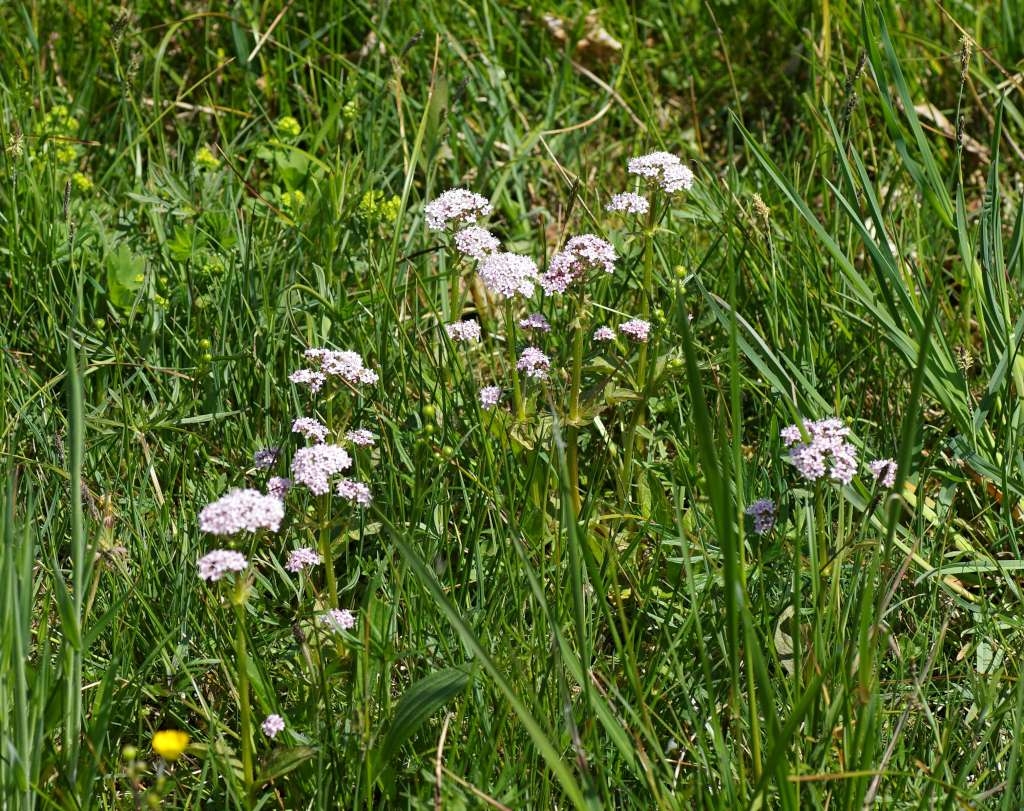 IMGP2689-1024~2.jpg