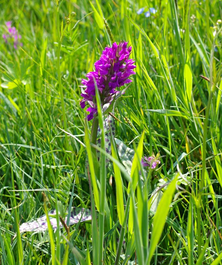 IMGP2722-1024~1.jpg