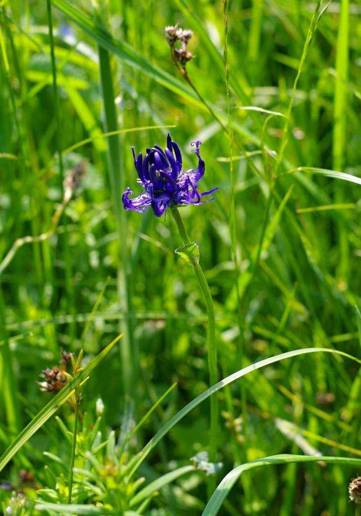 IMGP2728-1024~2.jpg