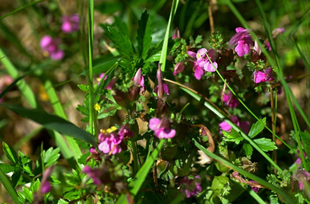 IMGP2747-1024~1.jpg